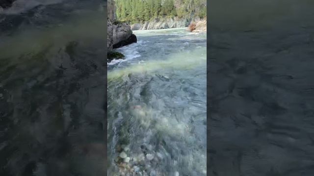 Слияние рек чемал Катунь !#река #чемал #катунь #слияние смотреть онлайн