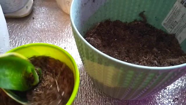 Вот что выросло из листа сансевирии. смотреть онлайн