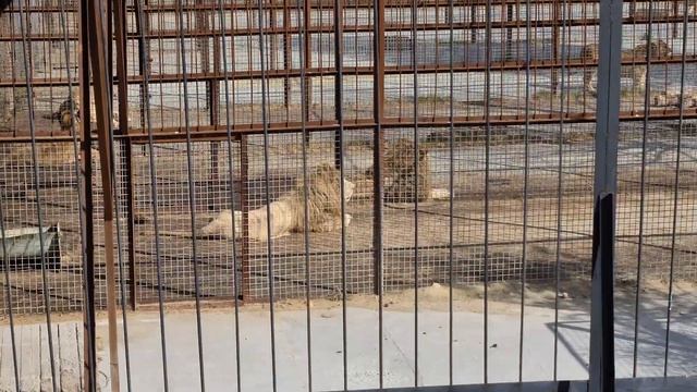 Белые львы горделиво шагают! Тайган смотреть онлайн