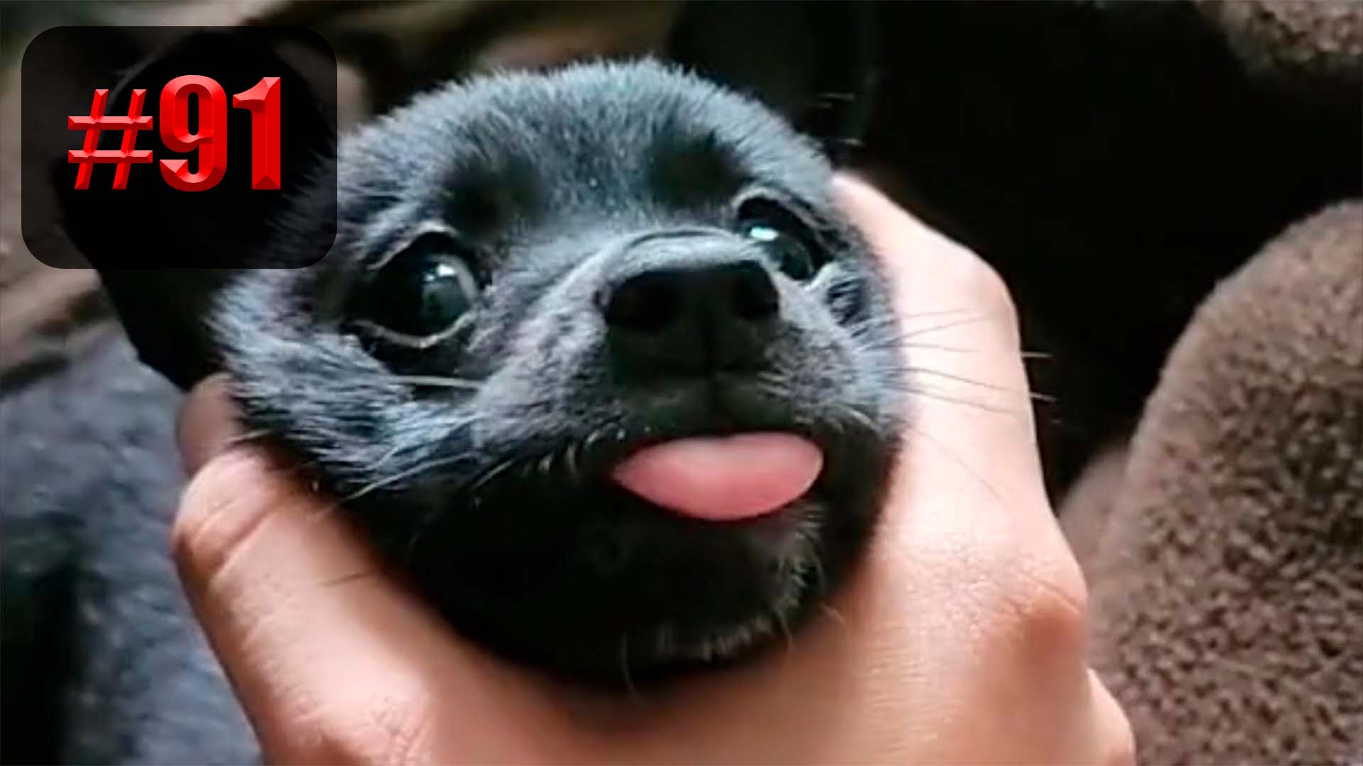 ?? | UNUSUAL MEMES приколы лучшие до слез ?? 2022 Funny cute cats compilation #91 смотреть онлайн