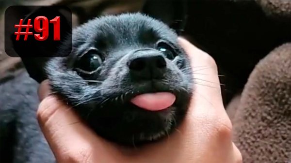 ?? | UNUSUAL MEMES приколы лучшие до слез ?? 2022 Funny cute cats compilation #91