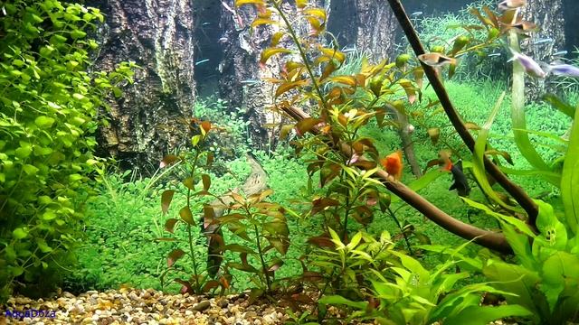 Питательная подложка для аквариума! Почему я не хочу запускать аквариум с подложкой. Мой опыт.