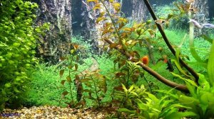 Питательная подложка для аквариума! Почему я не хочу запускать аквариум с подложкой. Мой опыт.