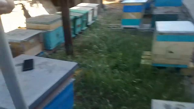 Ловля шершней в ? условиях. Не повторяйте) смотреть онлайн