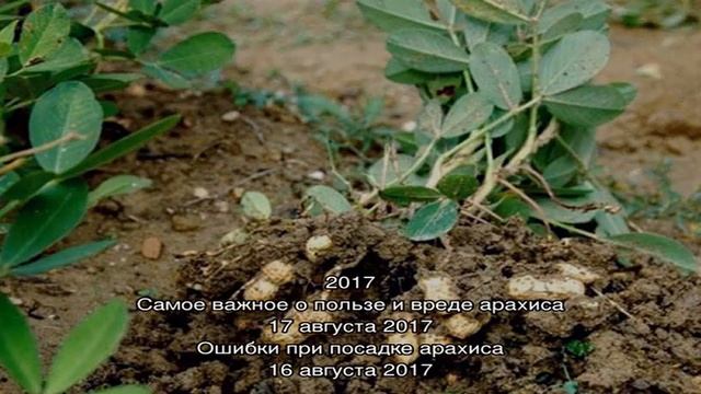 Сбор урожая арахиса и подготовка его к хранению смотреть онлайн