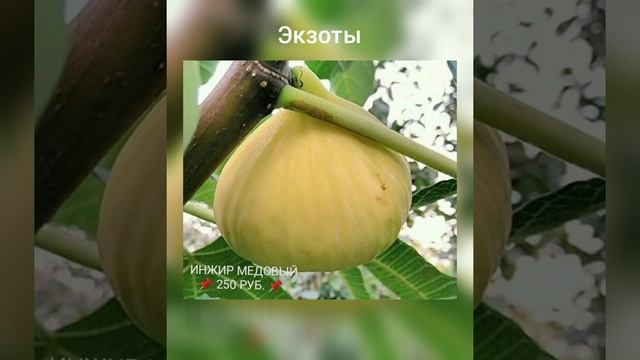 #саженцы, саженцы плодовых и декоративных деревьев смотреть онлайн