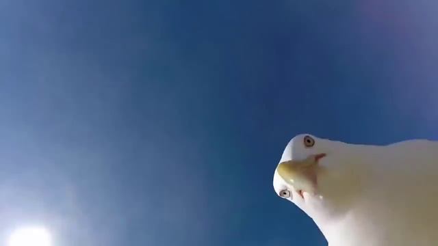 Чайка украла камеру у туристов смотреть онлайн