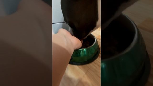 Амстафф 1 год | Рацион Питания Нашего Амстаффа | Стаффорд | Amstaff one year | Staffy смотреть онлайн