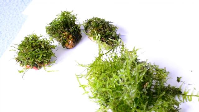 Trimming Java Moss смотреть онлайн