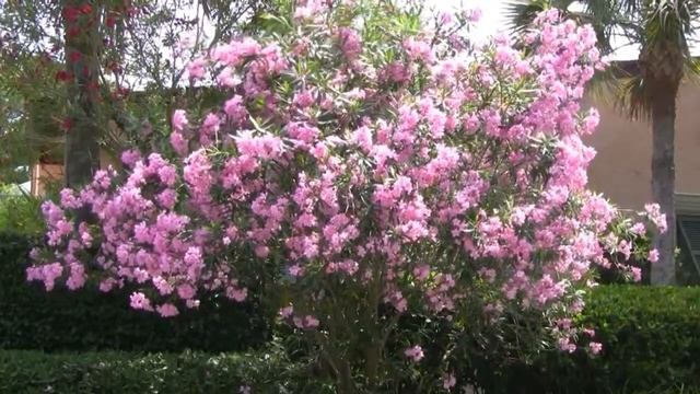 *Pink Oleander Flowering Tree* +Nerium Oleander+Flower Clusters+