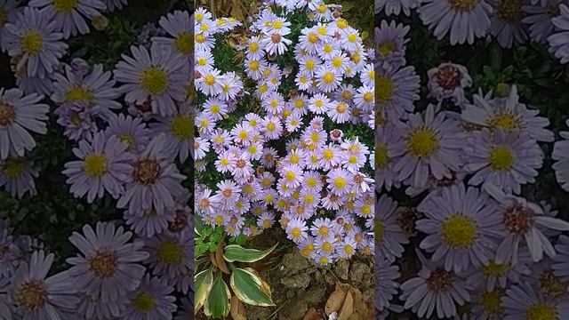 Показ цветения низкорослой осенней виргинской астры до 25см(сентябринки)