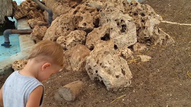 Вольер с животными. смотреть онлайн