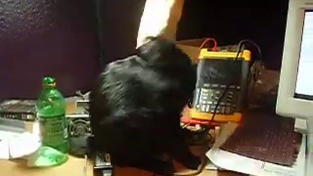 Leroy's Bag head. смотреть онлайн