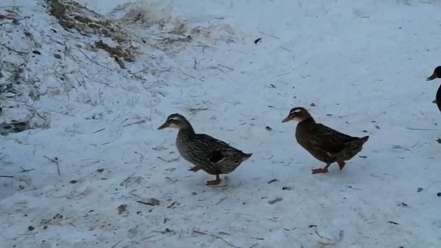 Телёнок хамелион из чёрного в красный! Обработка сосков после дойки! Реабилитация уток закончилась смотреть онлайн