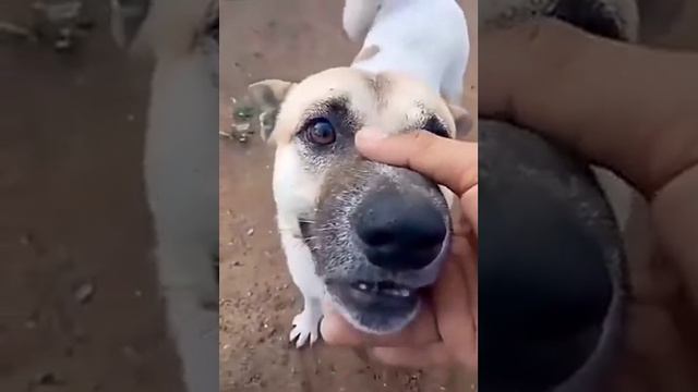 злая собака смотреть онлайн