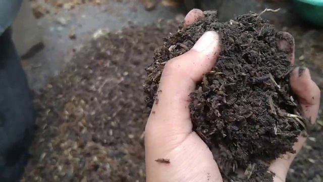 Perbanyakan Spathiphyllum | Spathiphyllum Propagation смотреть онлайн