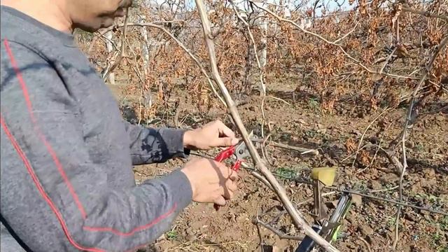 Grapes Cane And Spur Pruning L انگور کی پروننگ Ll How To Prune Grapes