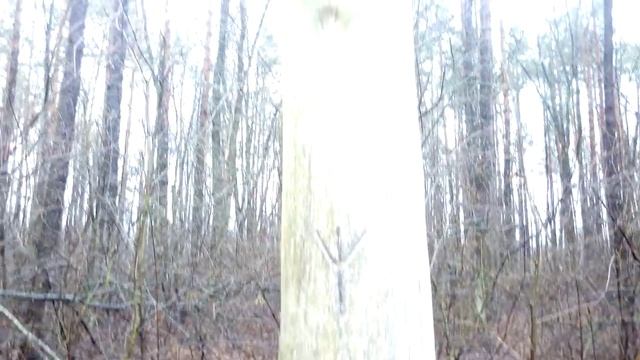 Находка в лесу смотреть онлайн