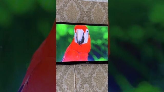 Андроид ТВ. Для телевизоров не поддерживающих смарт ТВ #ТВстик #Твприставка #андроидтв смотреть онлайн