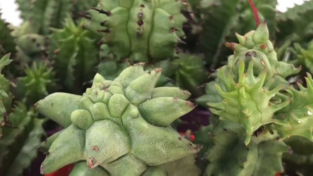Euphorbia Horrida F. Mostruosa From GIROMAGI ITALY