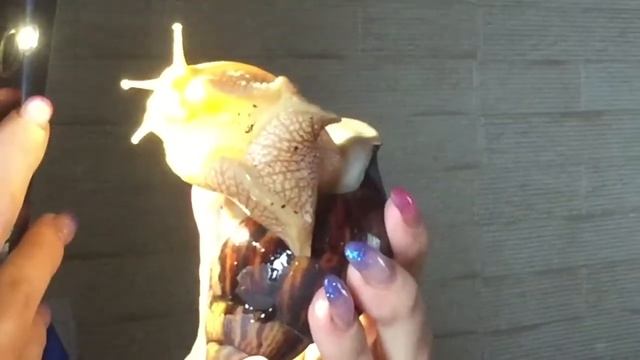 Улитка фото модель смотреть онлайн