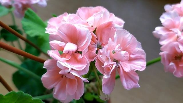 Лучшие  сортовые пеларгонии.Highfield S Cameo.??Украшение ? Произведение  искусств ? Драгоценность