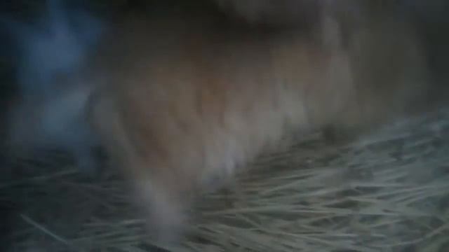 Описание породы нзк смотреть онлайн