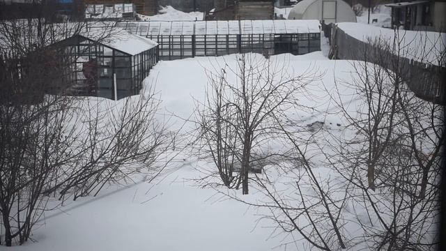 Как растёт тигровый орех. Туя через 20 дней. смотреть онлайн