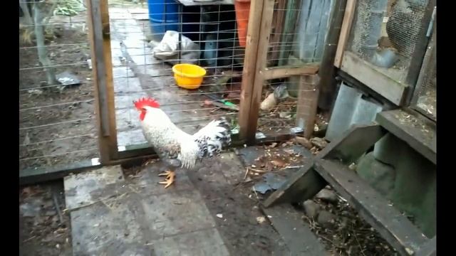 Петух с характером! Или как один Легбар двух Джерсов побил! смотреть онлайн