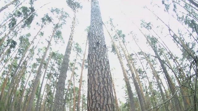 Лесная брусника и земляника. Отправил подписчику посылку с саженцами брусники и земляники в КЧР смотреть онлайн