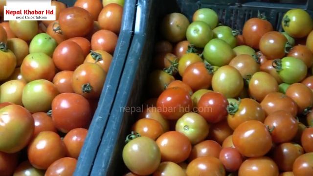 Tamato Price In Nepal : What's Causing Tamato Price Hike In Nepal ; Crosses Rs 200 Pr Kg , Tomato ? смотреть онлайн