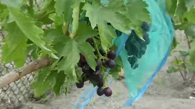 г.ф Лёлик 01.08.2019.