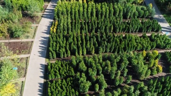 Отзыв о наружной рекламе: Imperial Garden и их оригинальный креатив "Деревья созданы для любви"