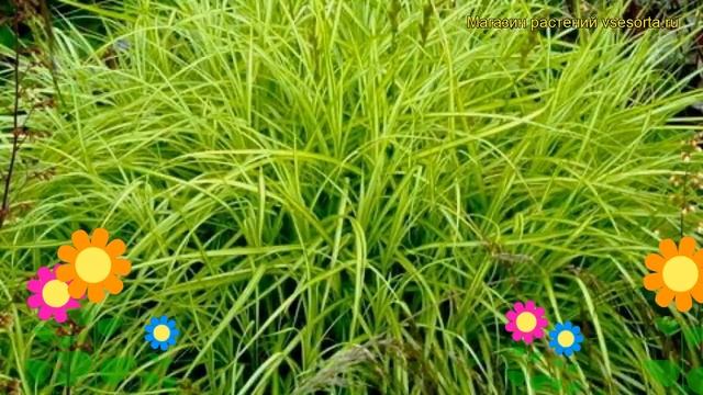 Осока пальмолистная Ауреа. Краткий обзор, описание характеристик, где купить саженцы смотреть онлайн