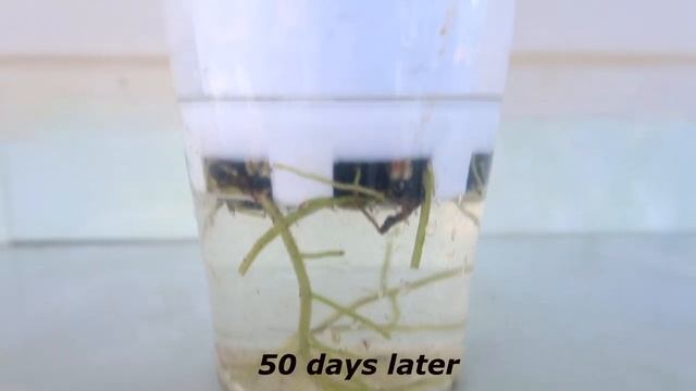 Anthurium Propagation - How To Grow Anthurium With Banana In Water For Beginners