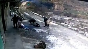 Дикий кабан убил 2 человек