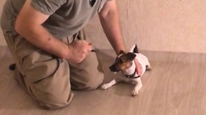 Дрессировка щенка, как отучить щенка кусаться