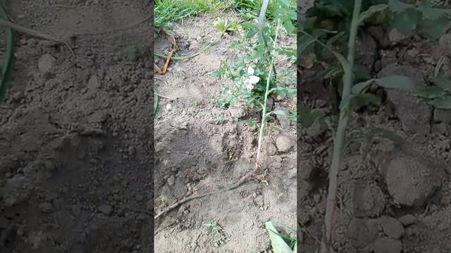 Дикая поросль у розы смотреть онлайн