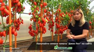 Томат Джек Пот