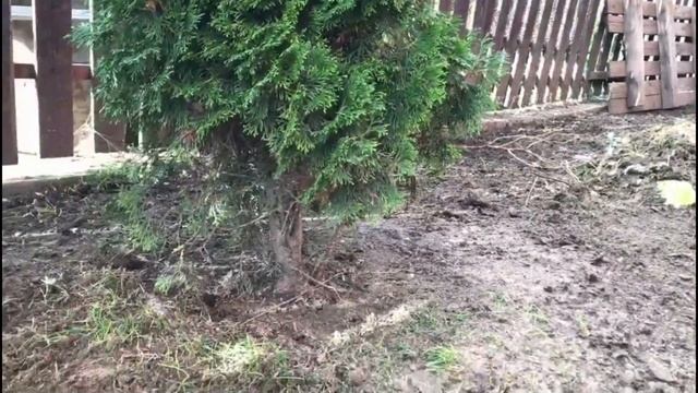 Как избавиться от Мух и Грязи там где пасутся Гуси смотреть онлайн