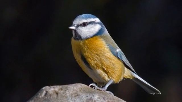 GIOIELLI DELLA NATURA EUROPEI смотреть онлайн