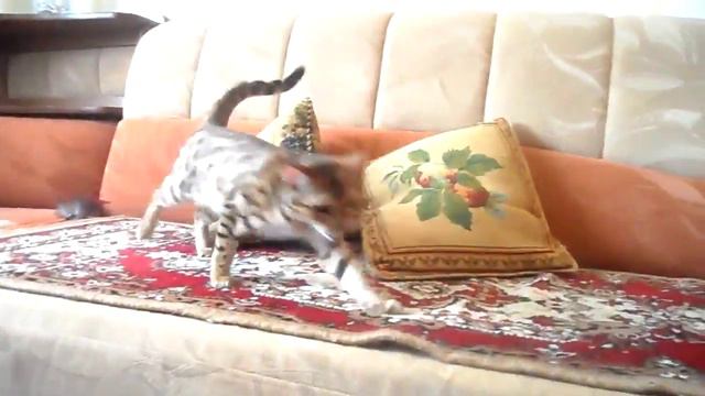 Бенгальская кошка смотреть онлайн