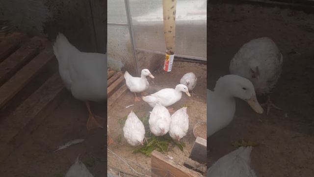 Кооб 500. Черри велли и башкирка. 2месяца.1 июля 2020 г. смотреть онлайн