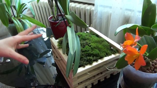 Using live moss with orchids - topping up baskets and pots смотреть онлайн