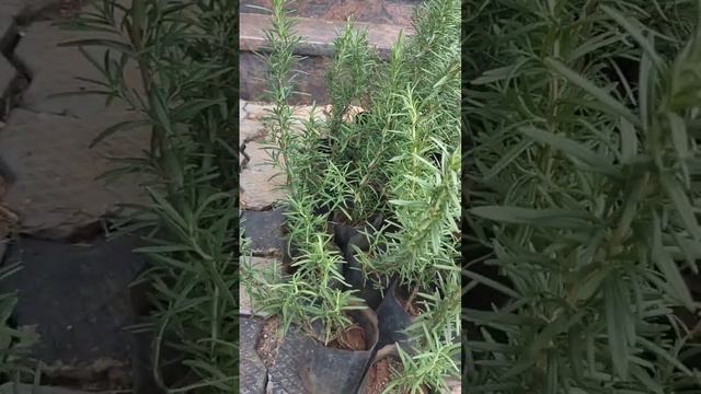 Rosemary plants gardening #rosemary #herbs #medicalplants #smellsgood смотреть онлайн