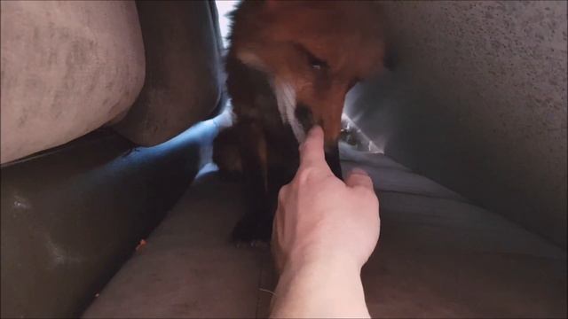 Жизнь с Лисой. Лиса в засаде) Тыквенные семечки и нелюбимая редиска) / MIKI THE FOX смотреть онлайн