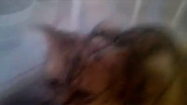 Клип про моего кота