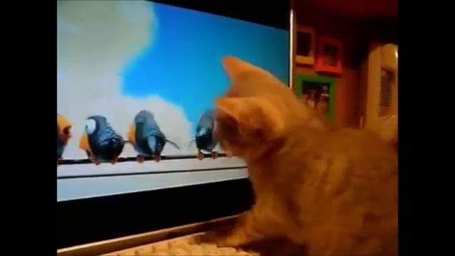 Котоприколы? смотреть онлайн