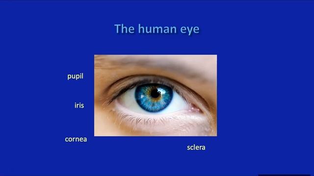 Lab 6 (Vision & Hearing) смотреть онлайн