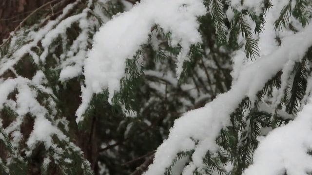 №2892 20 12 2022 Птицы и снег смотреть онлайн